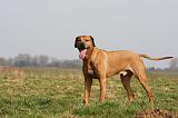 RODESIAN RIDGEBACK 056